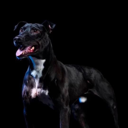 宁宁（刀客粉）