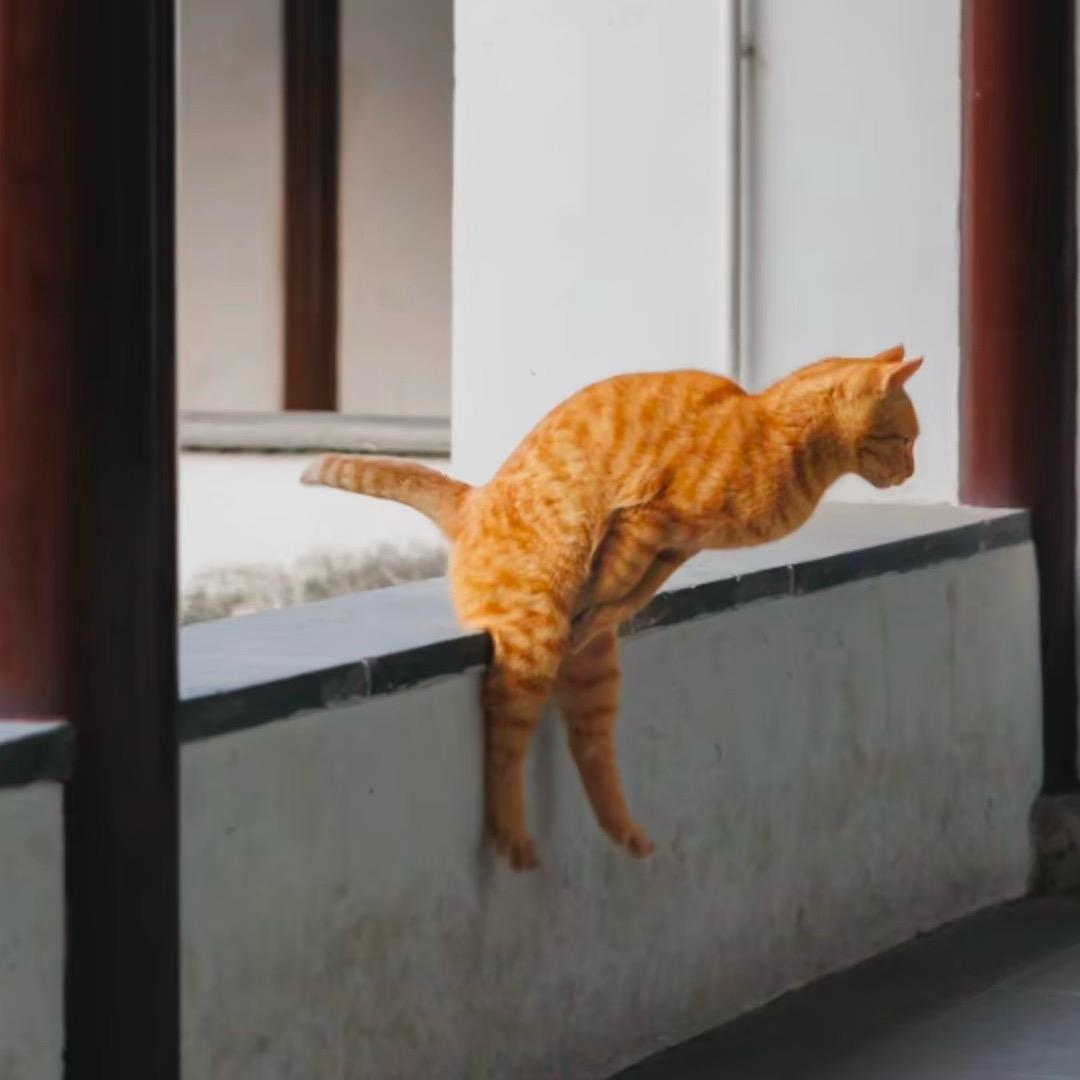 好好养猫（娱乐养猫）