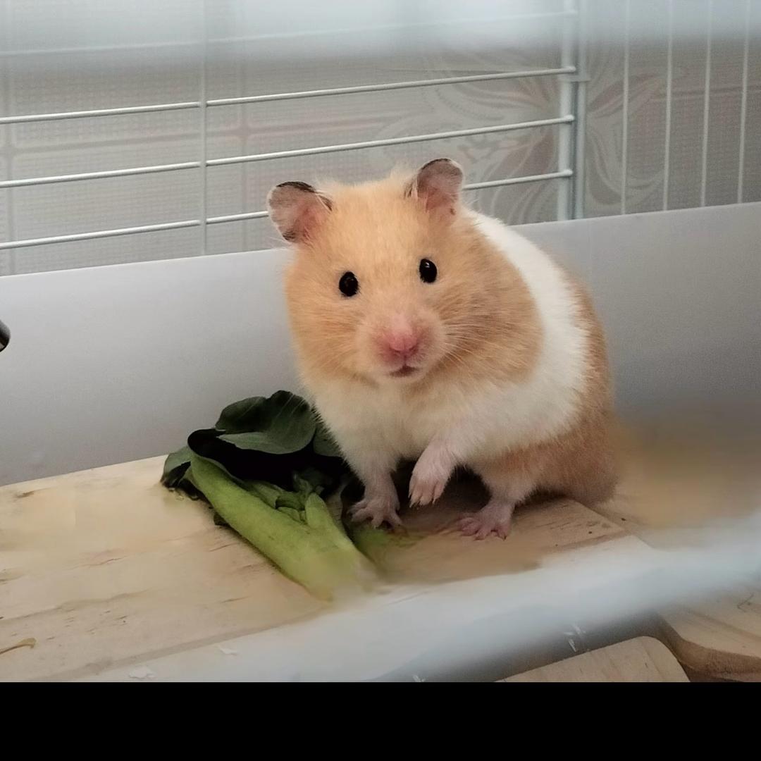 小猪猪🐷是一只金丝熊