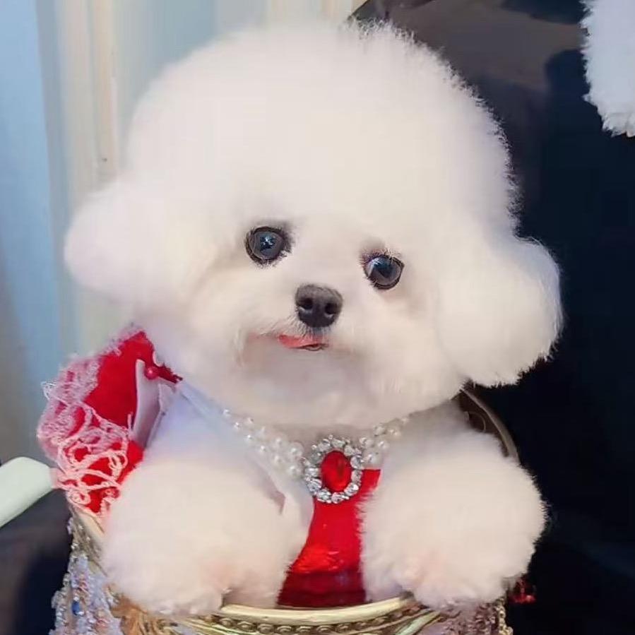 小完美～爱邦奢宠 精精