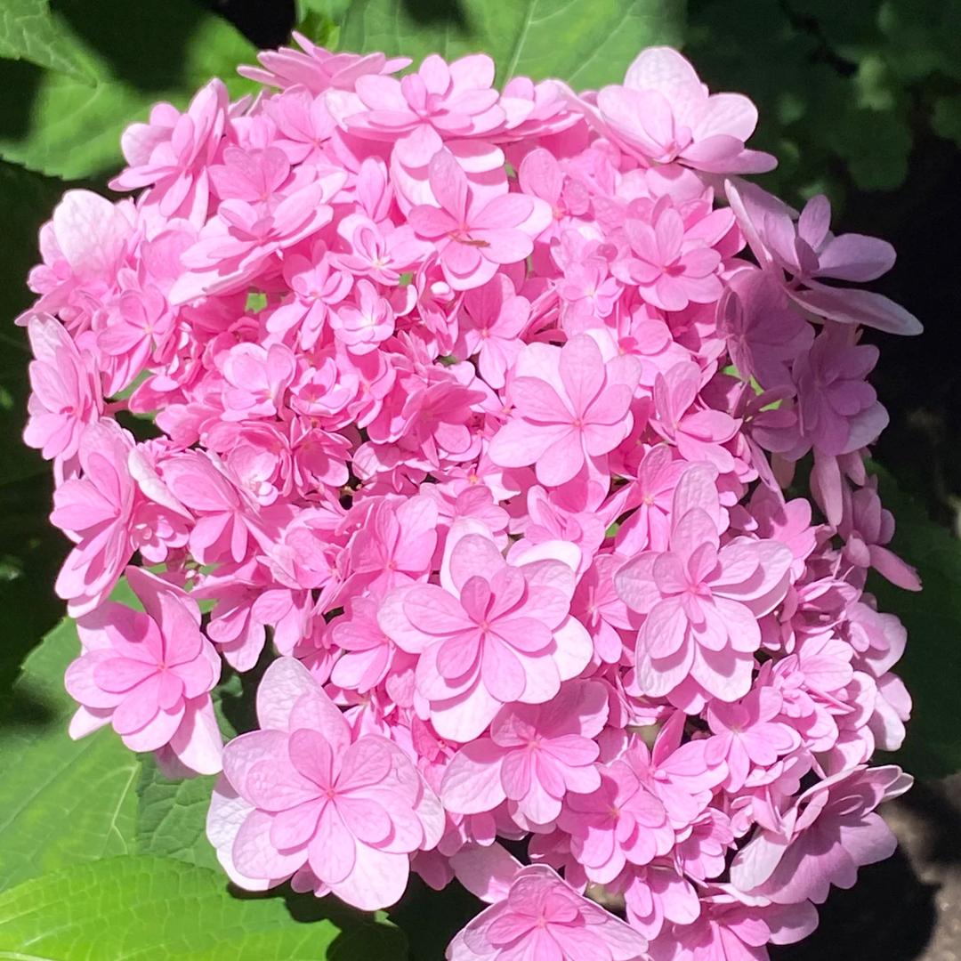 老雷花卉