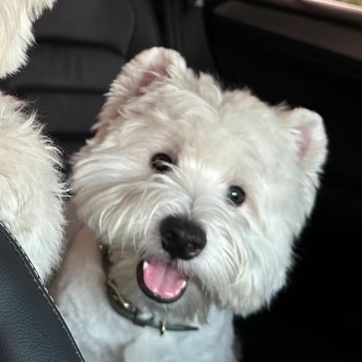 兰兰家的萌宠🐶