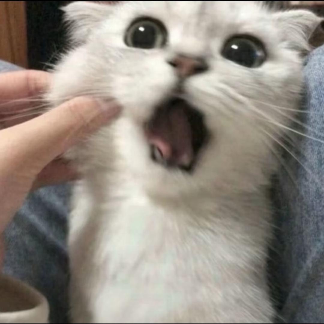 美洲猫