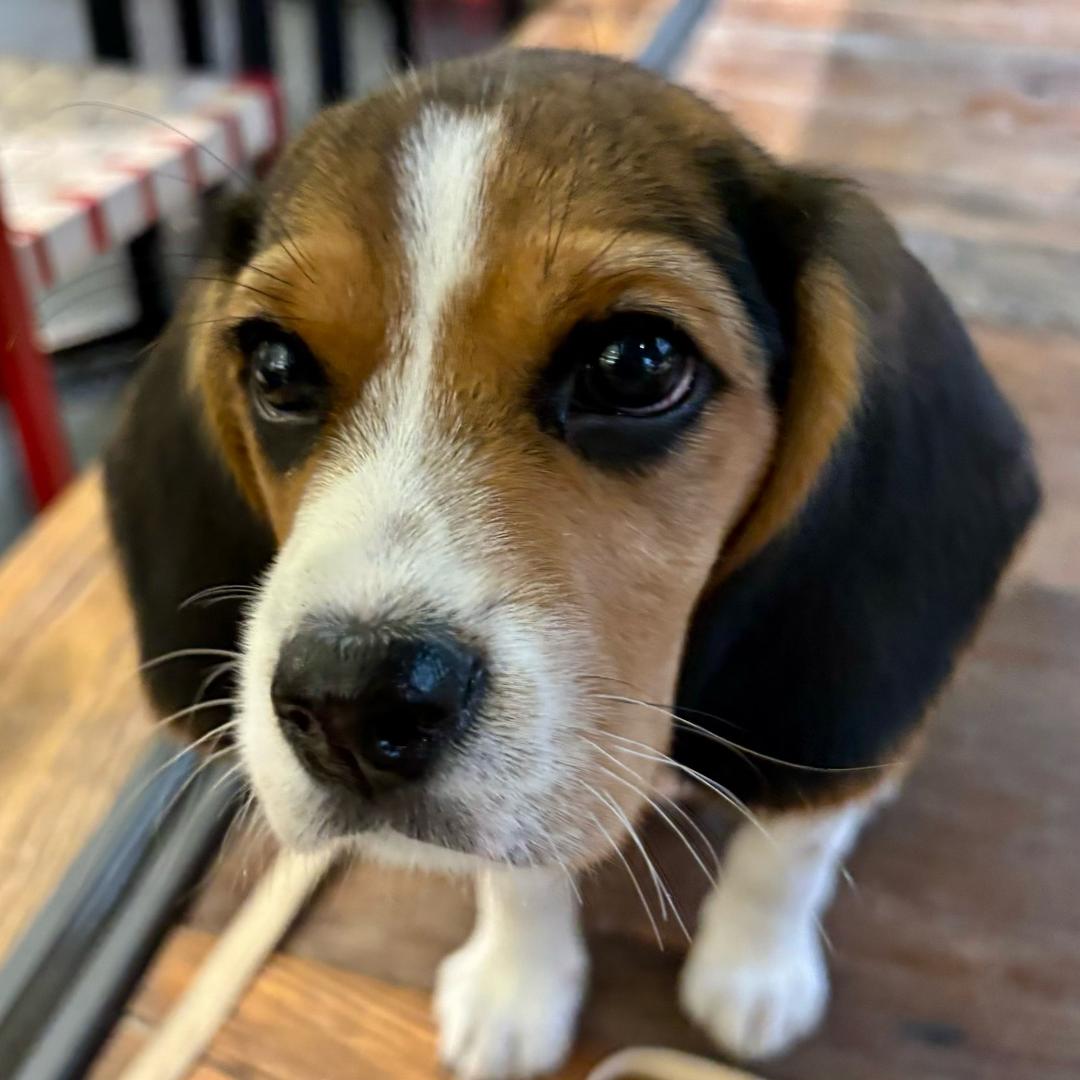 是mango不是馒头