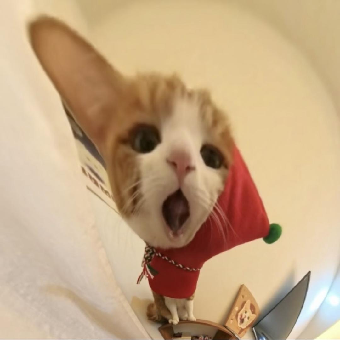 天选小猫大王