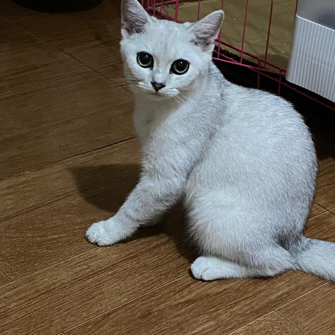 久月