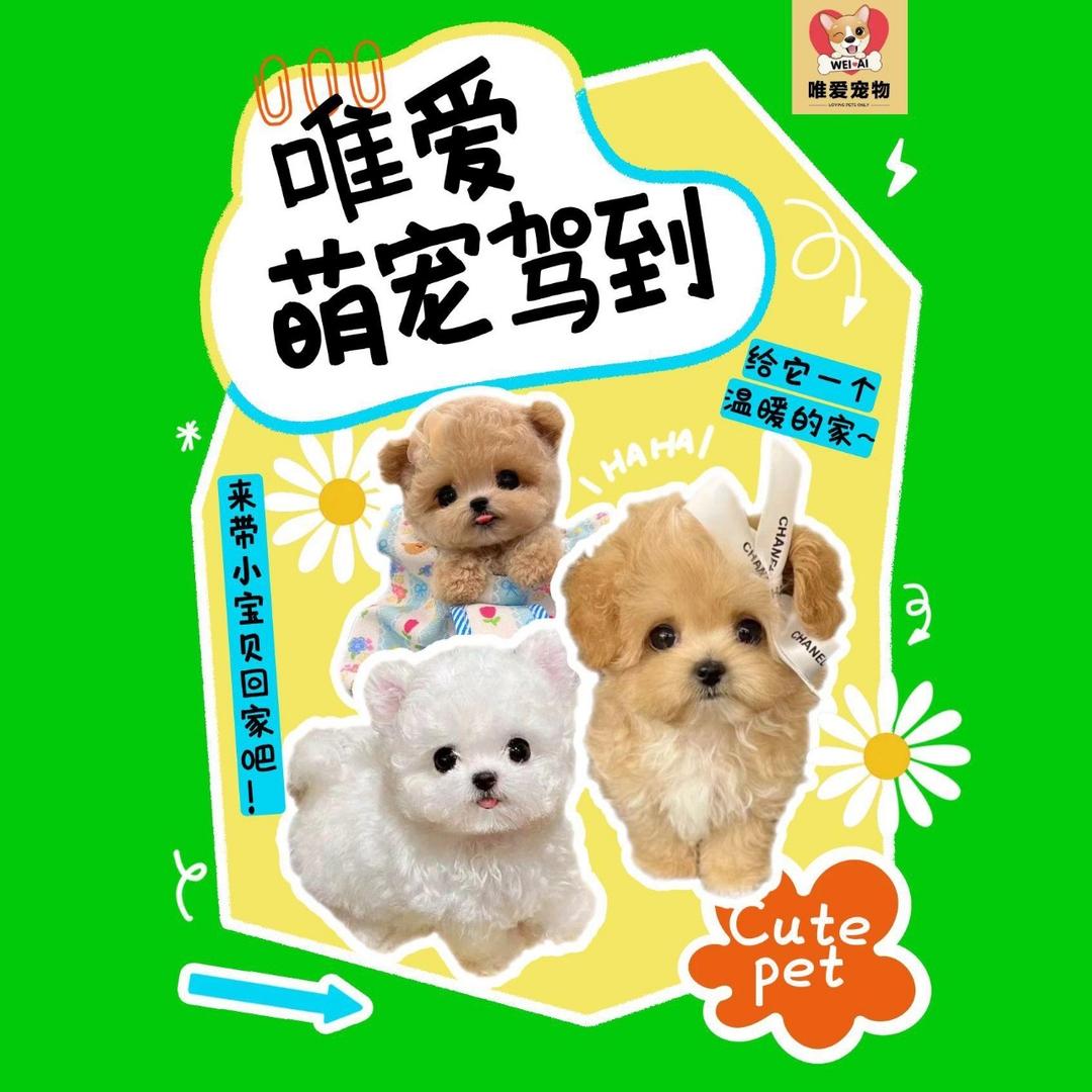 天津唯爱宠物(比熊泰迪熊)