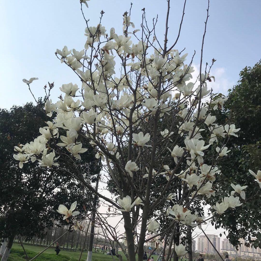 天翼