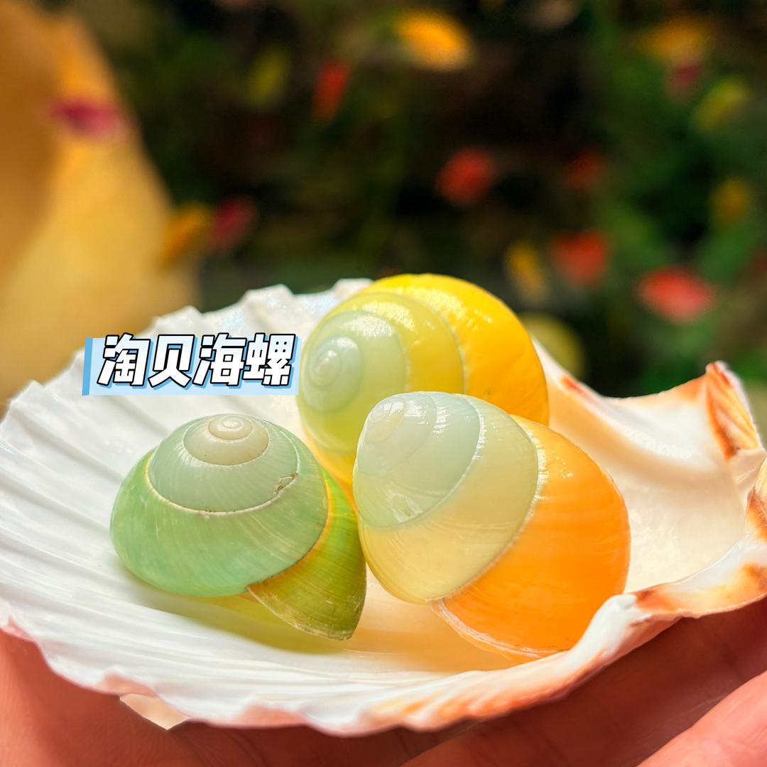 淘贝海螺