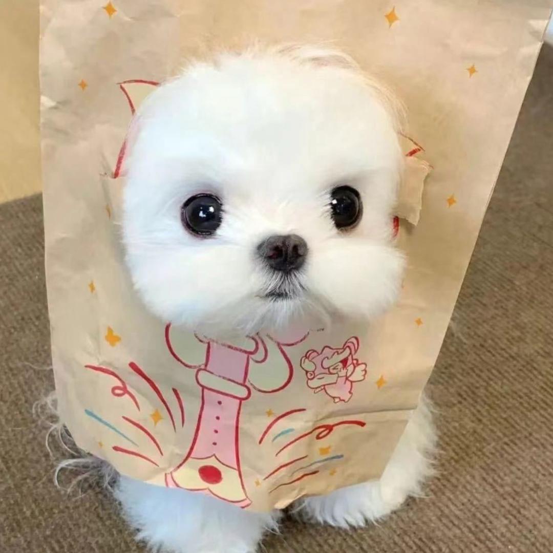 今晚不吃饭🍚