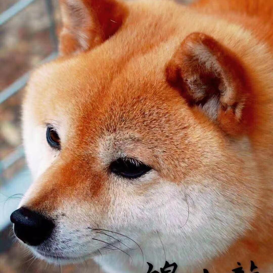国华奢宠柴犬