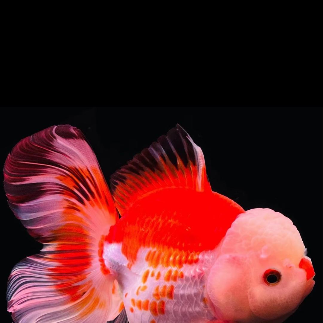 锦贤观赏鱼