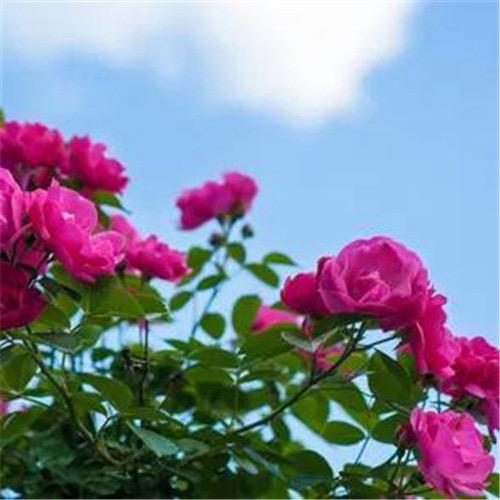 花开富贵、
