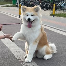 给我当狗好吗
