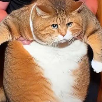酱小熊