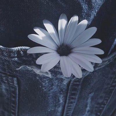 . 边尽是彩虹岛