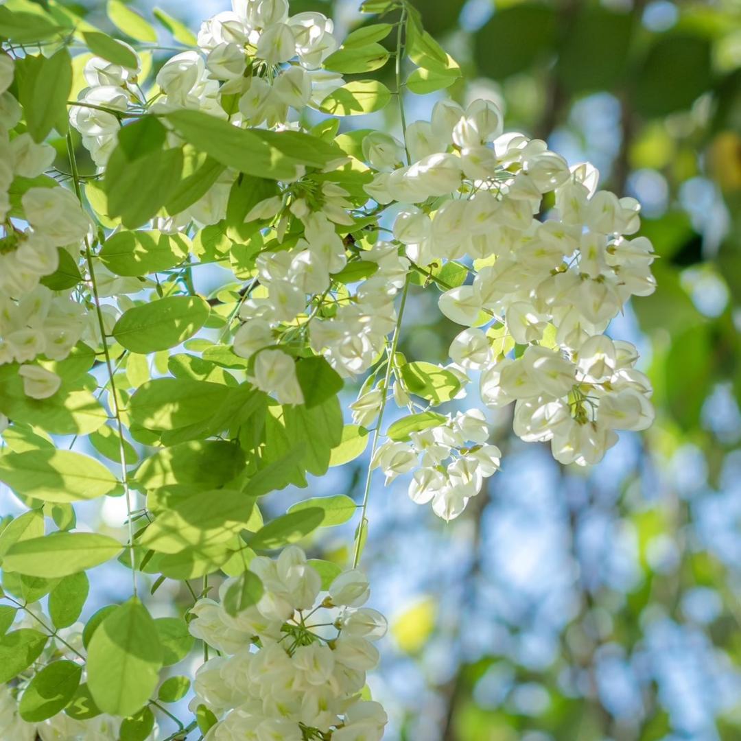 财源滚滚平安顺遂