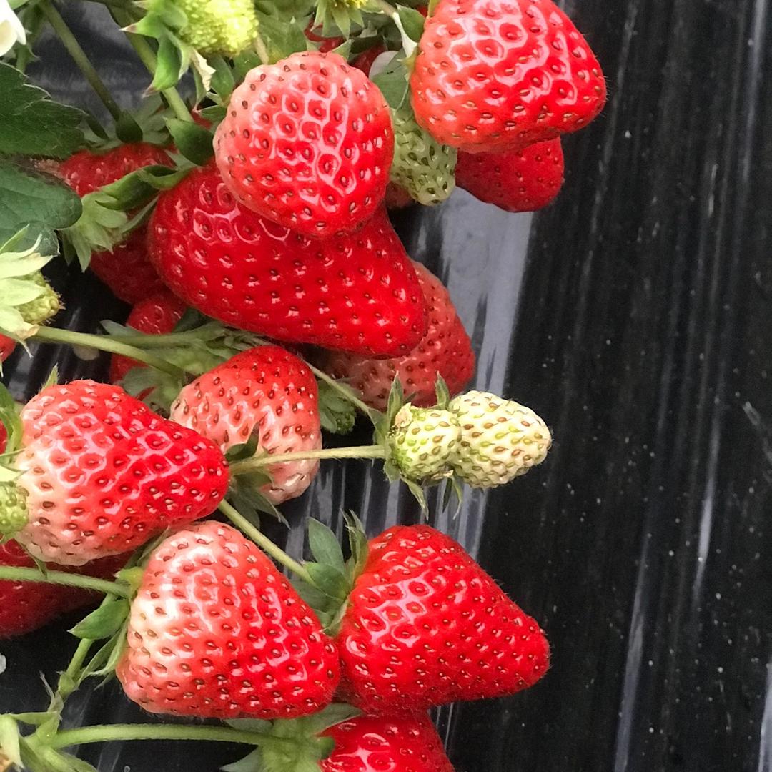 A 阳三石阳东草莓采摘园🍓