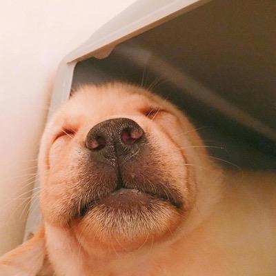 树上的朋友🧚‍♀️