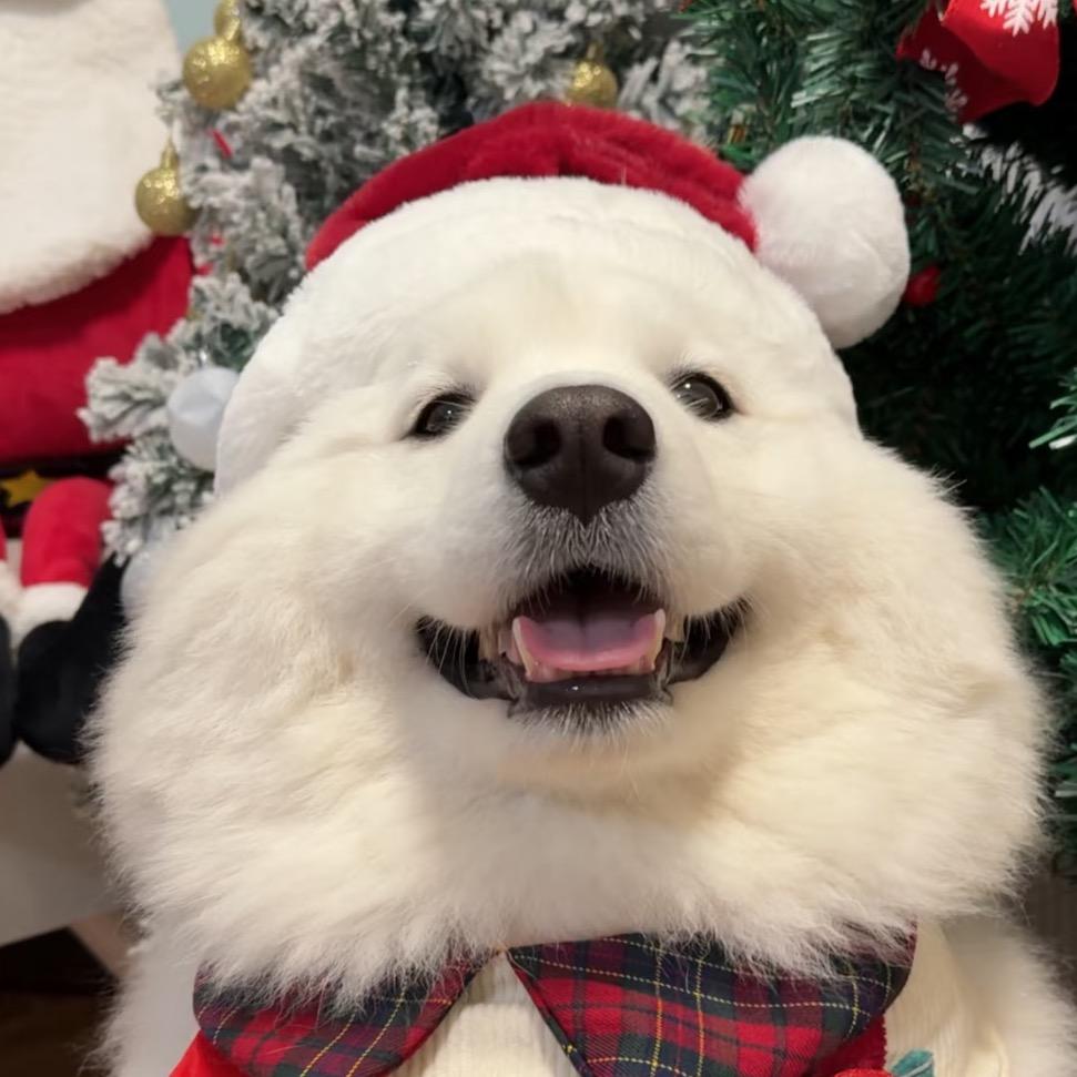 一颗荔枝