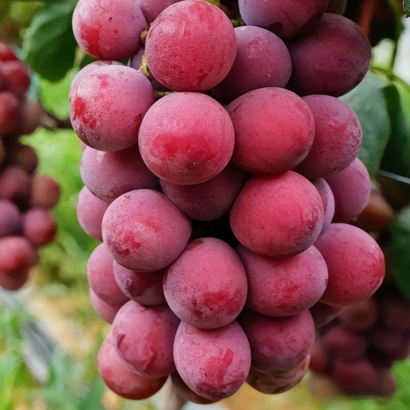 句可才果树苗木专卖店