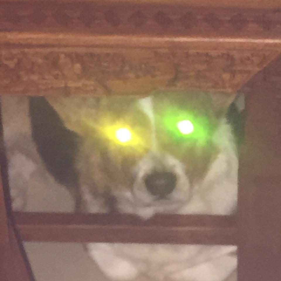 抖音团竞老皮鸭