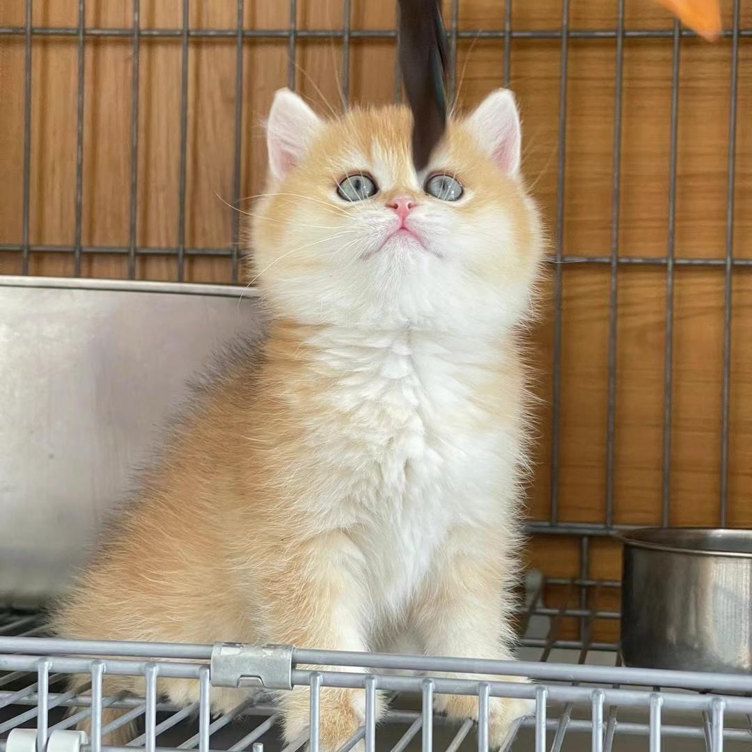 小甜崽