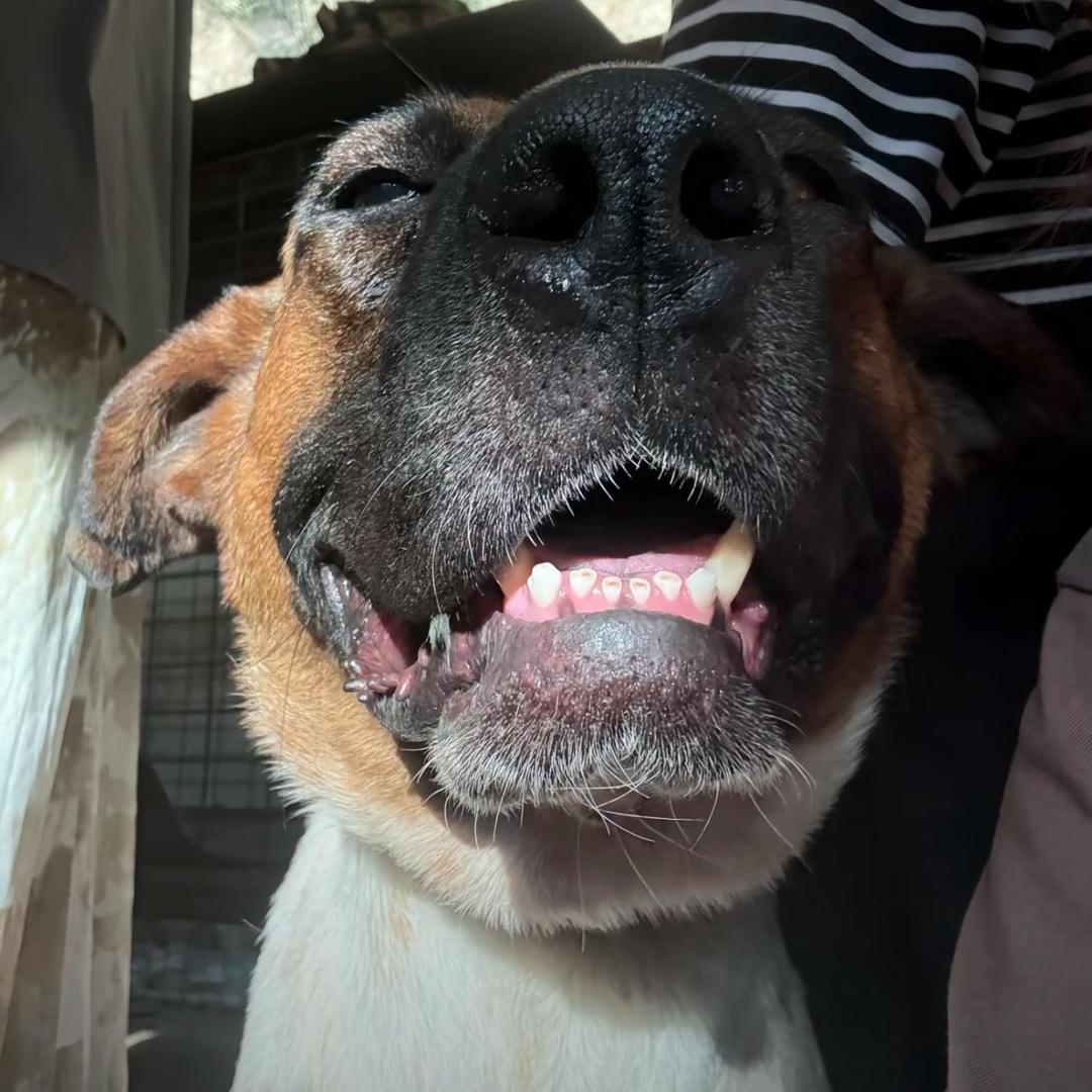 我有铲子你有金
