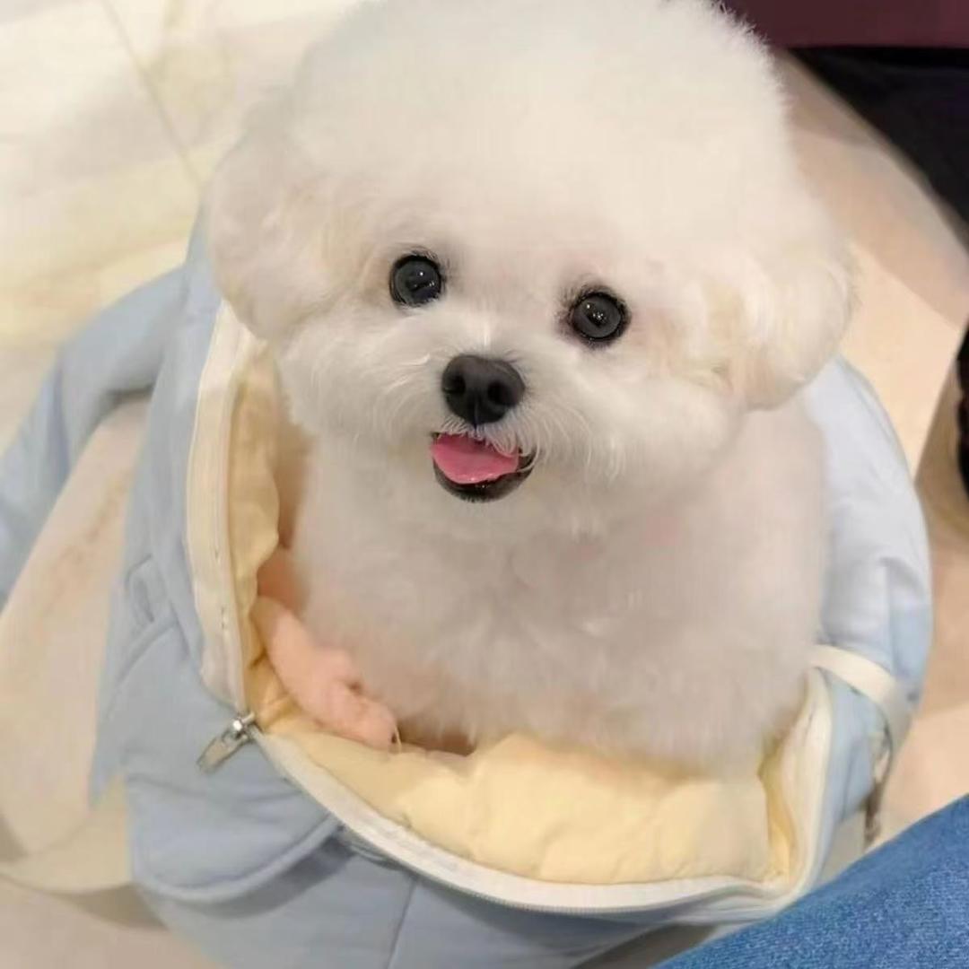赵姐家的汪汪队