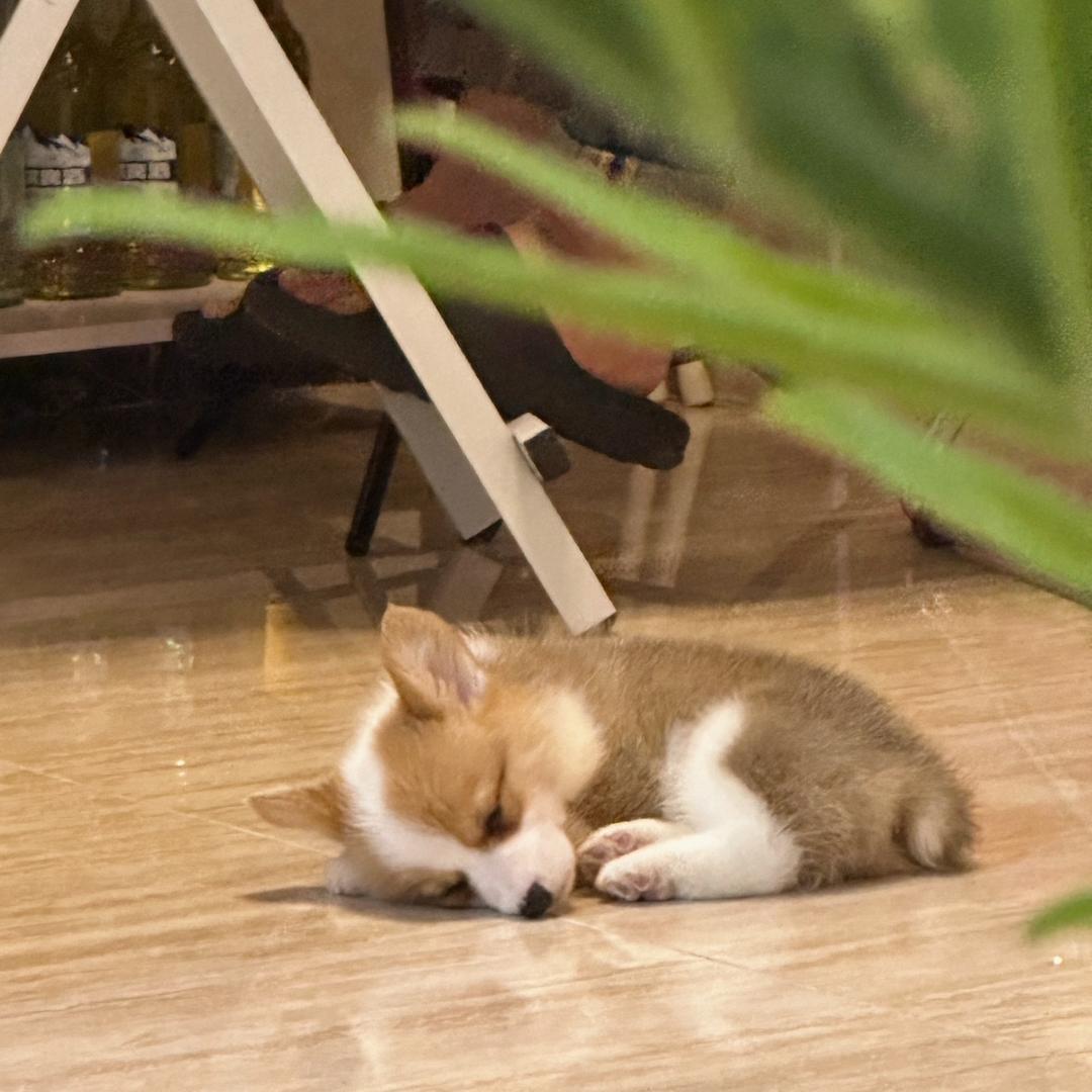 小葱儿的成长日记