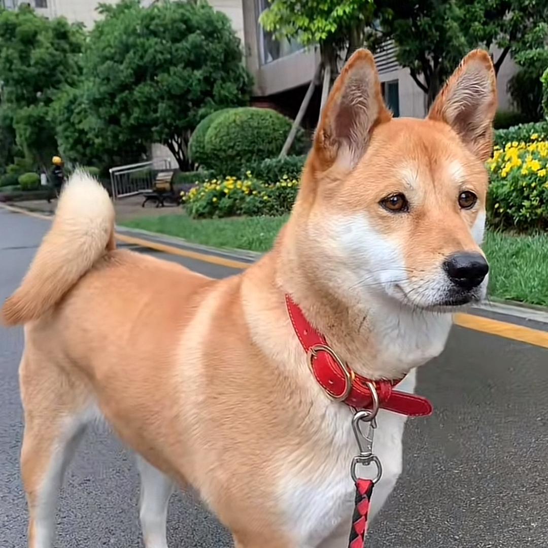 人间土狗（田园犬）2
