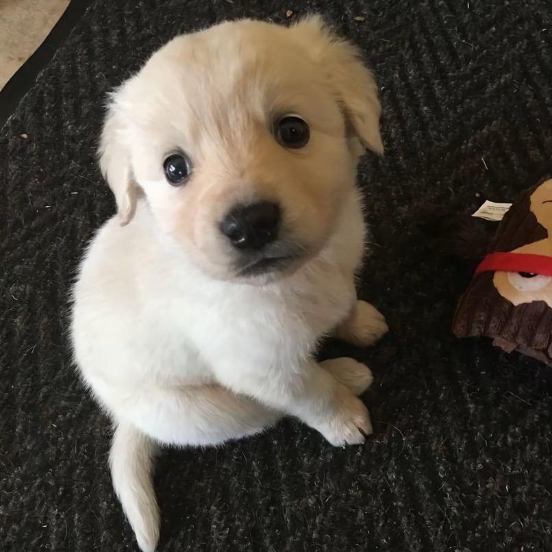 成熟的小小刺猬