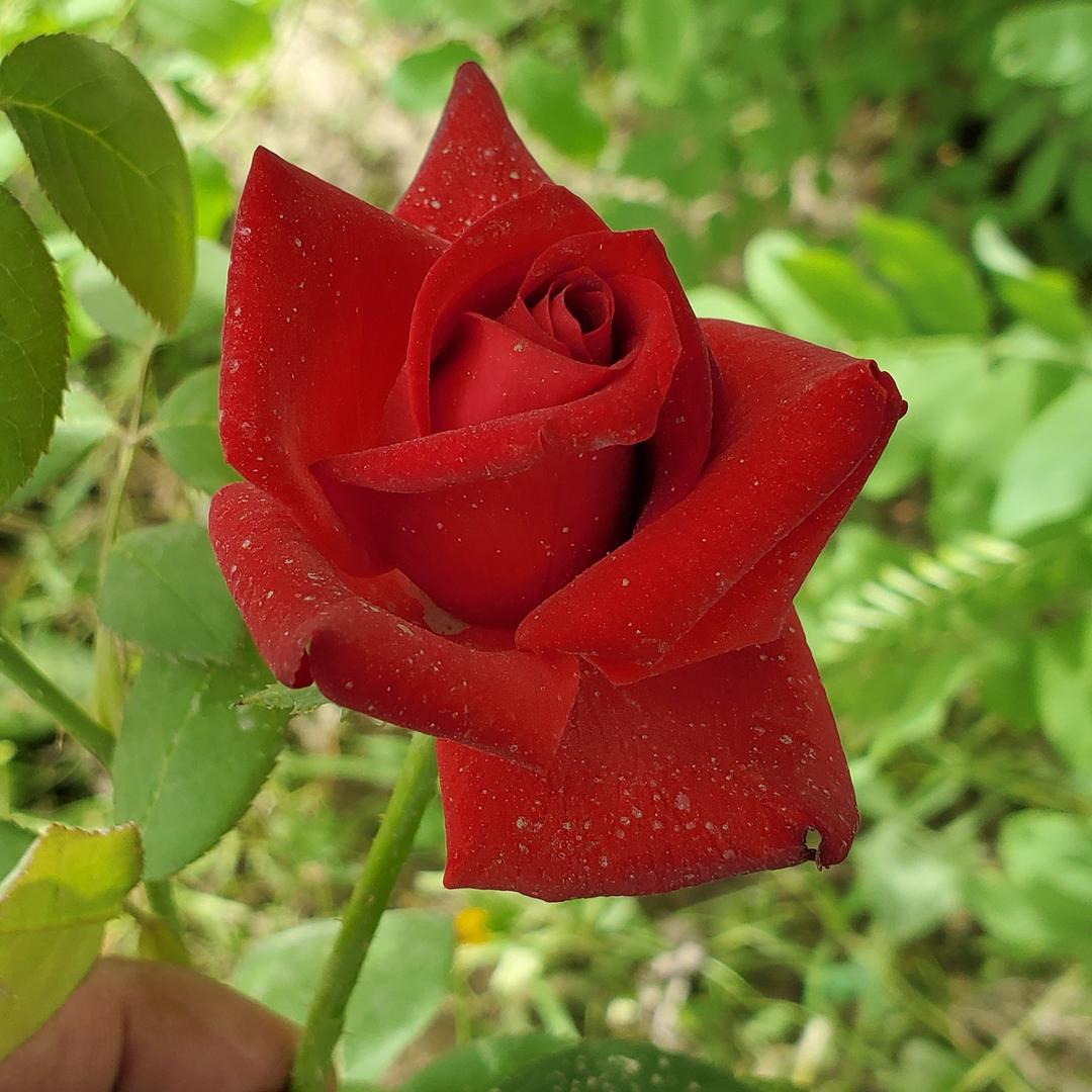 Saman dar喜欢老歌