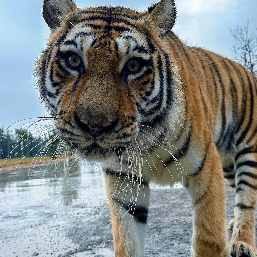 大猫爱吃鱼