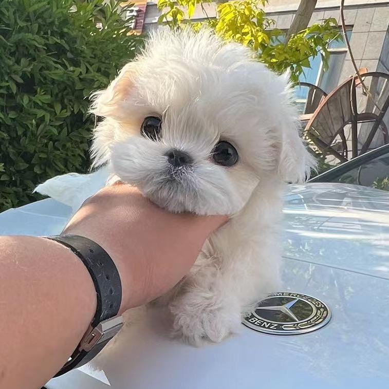 沈阳马尔济斯私宠