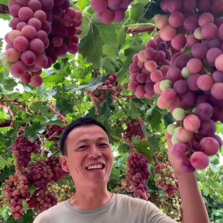 泉哥