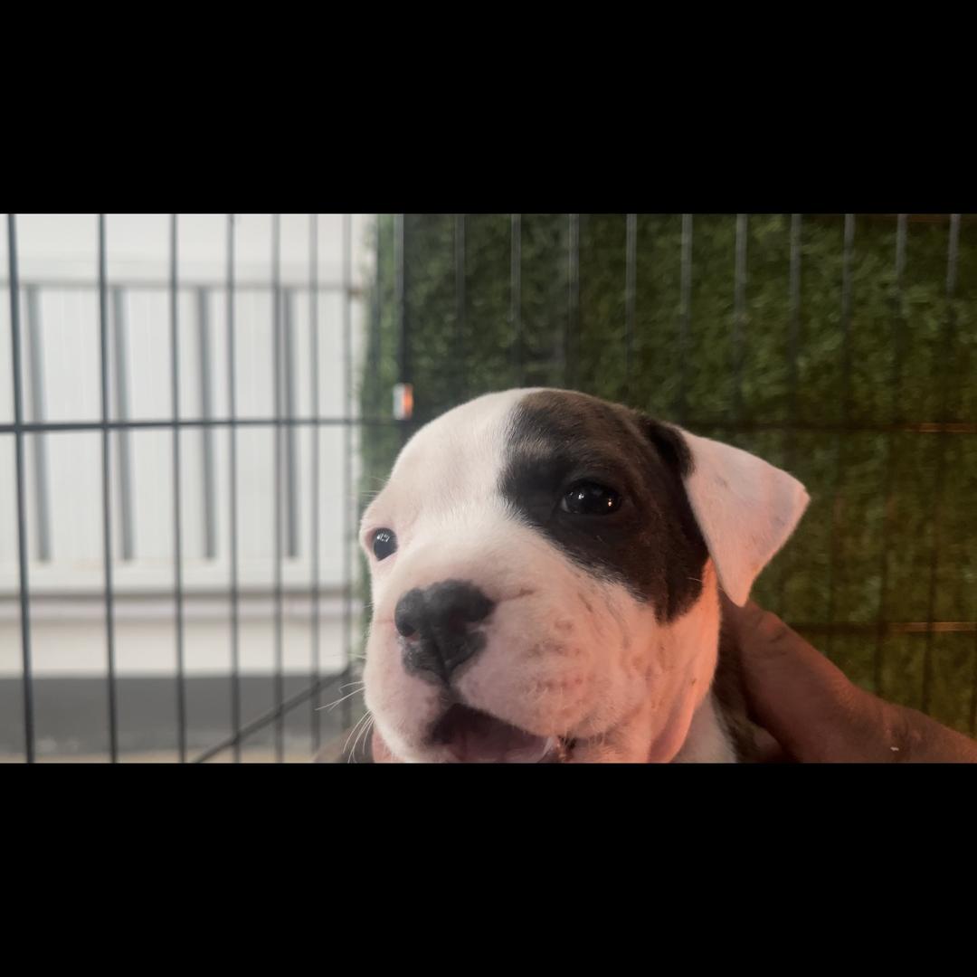 鲁信斯塔福犬舍