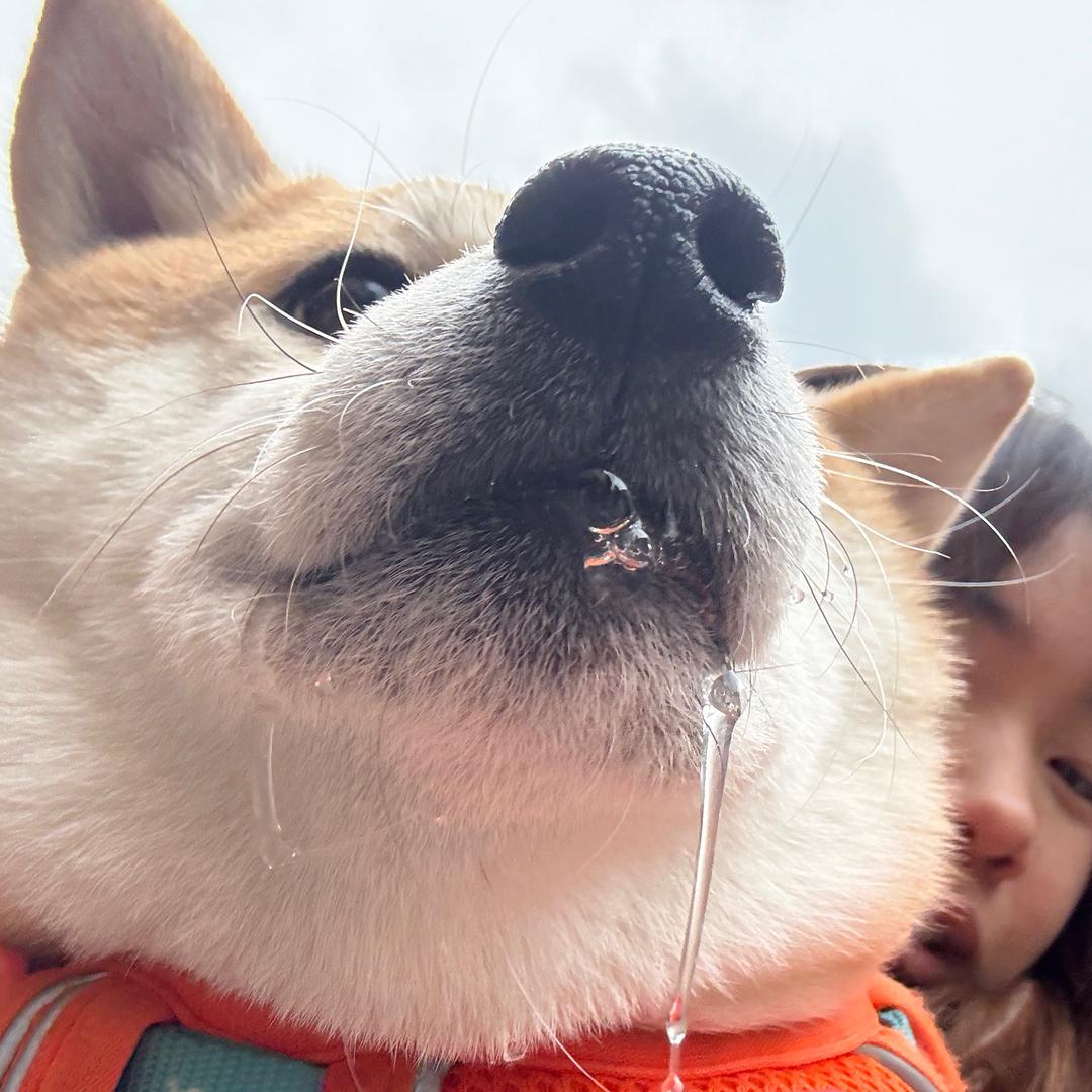 Tony运气好（作诗版）