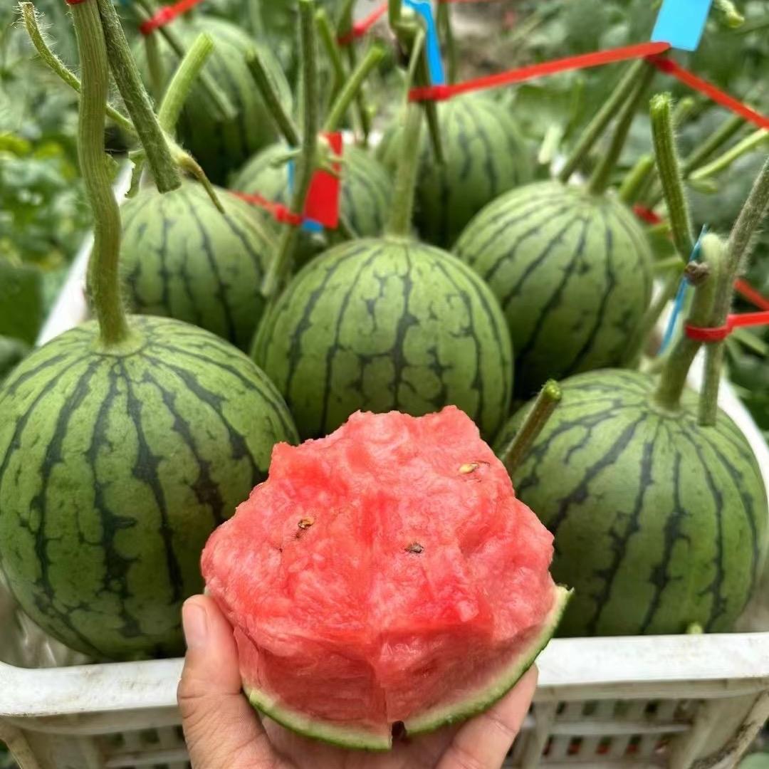 山东潍坊小糖丸西瓜
