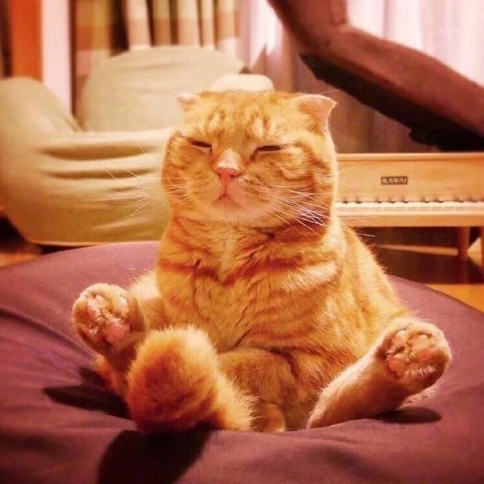 啾啾不揪揪