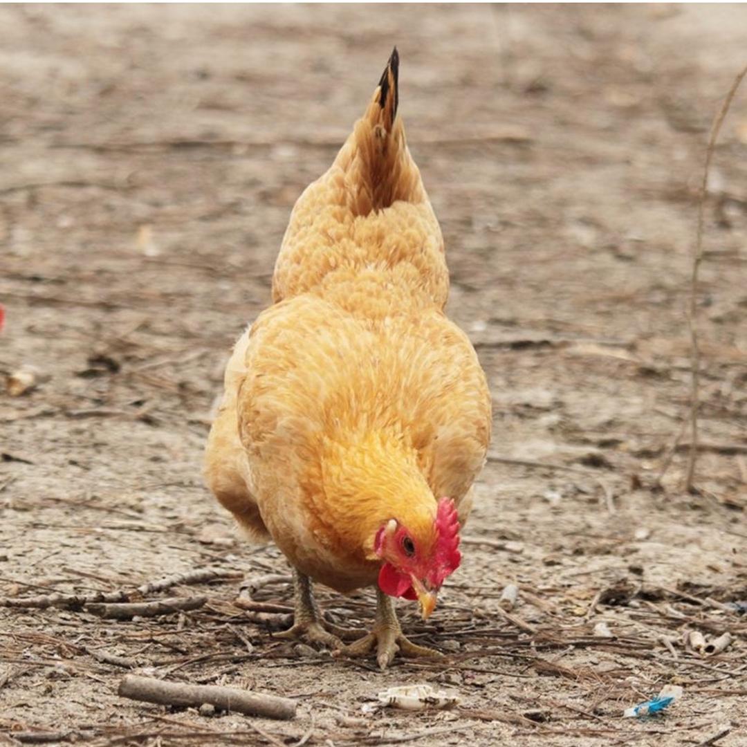 哈哈小鸡仔（富强村批发，零售）