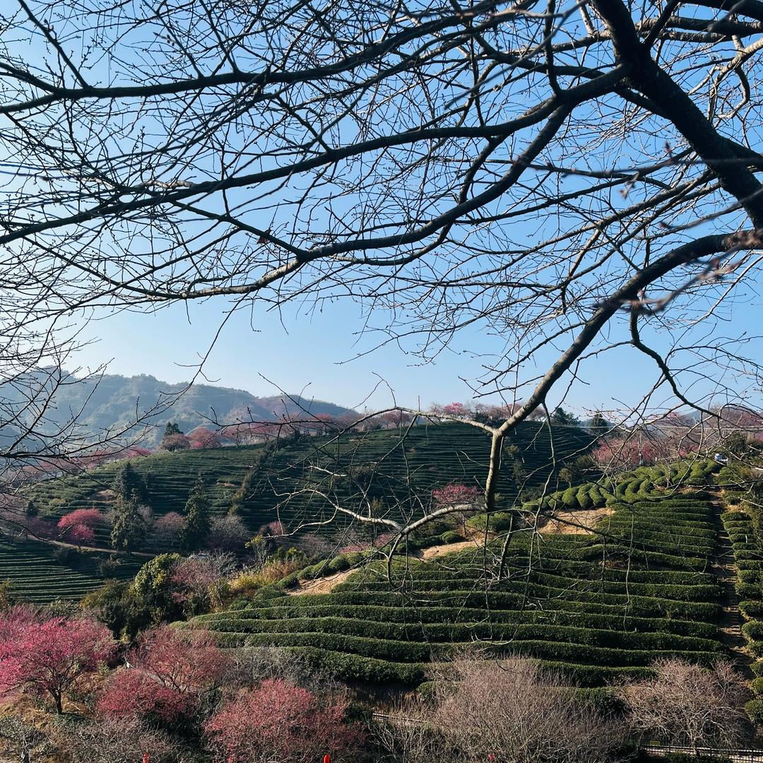 樱花🌸的美