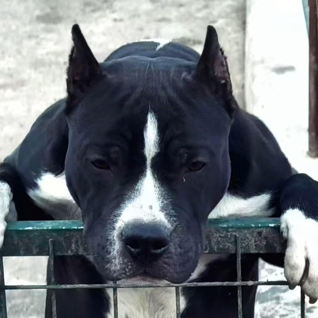 炽阳犬舍-美国斯塔福犬