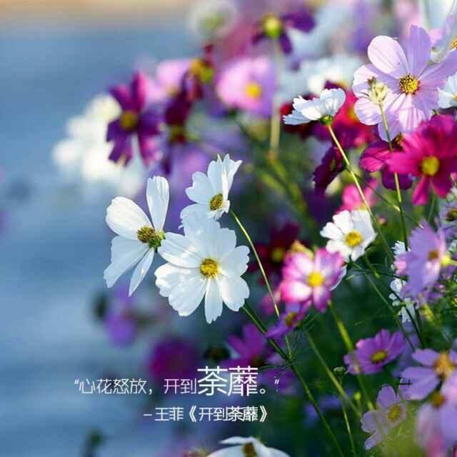 馨雨心理师
