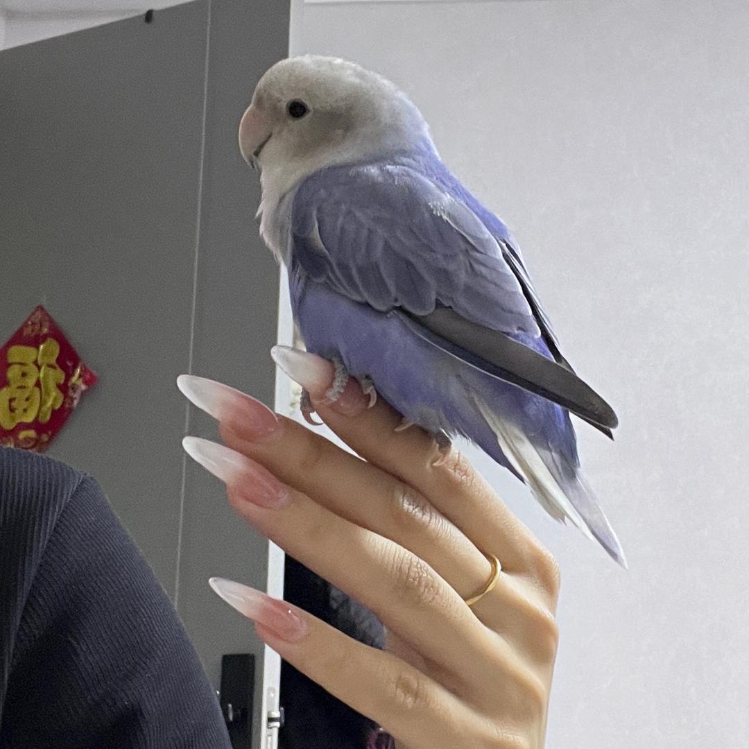 饺桑