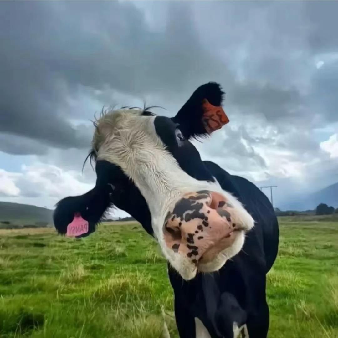 百迪、茉莉花牛🐎
