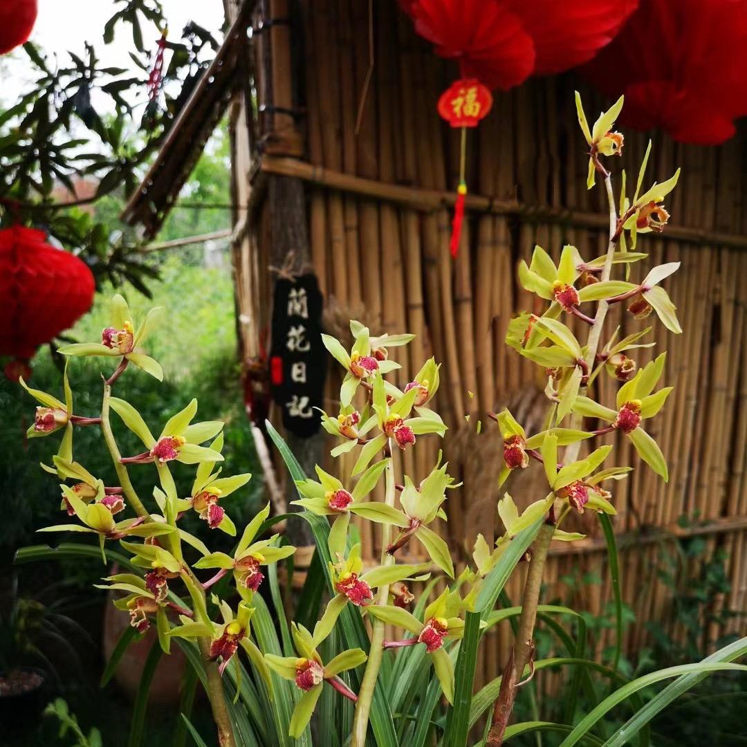 兰花日记