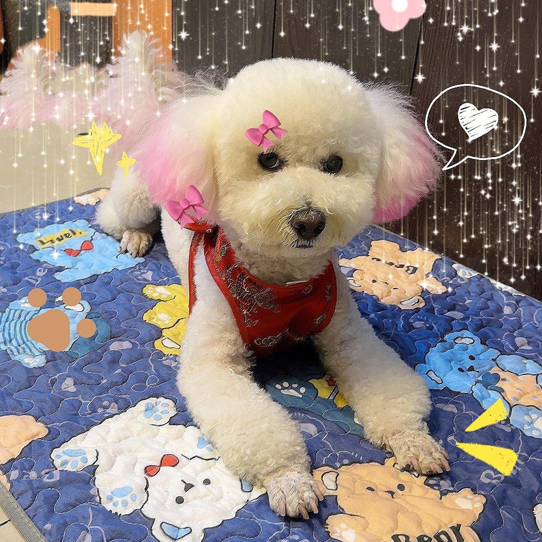 @ @我的小麻将@ @