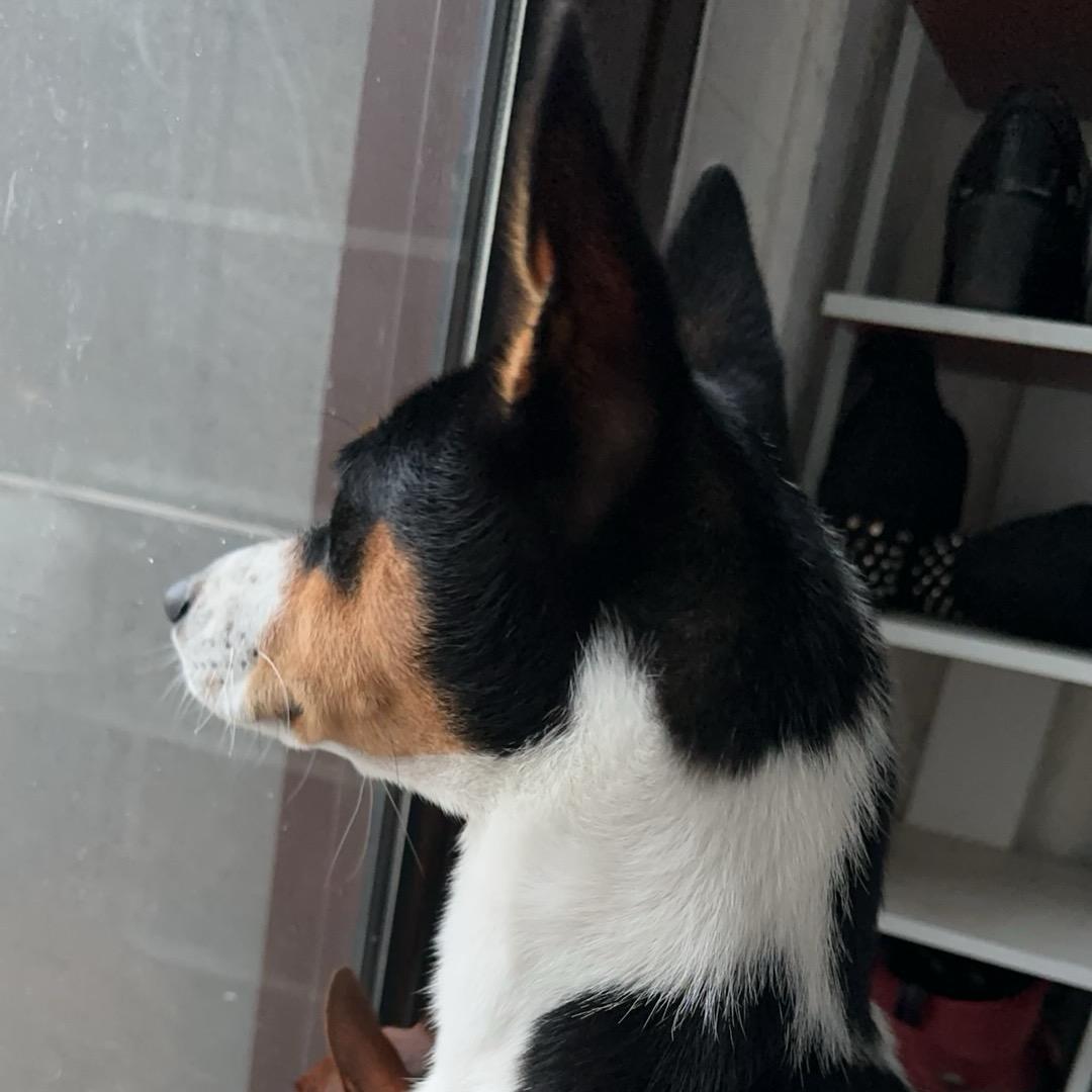 小花狗David
