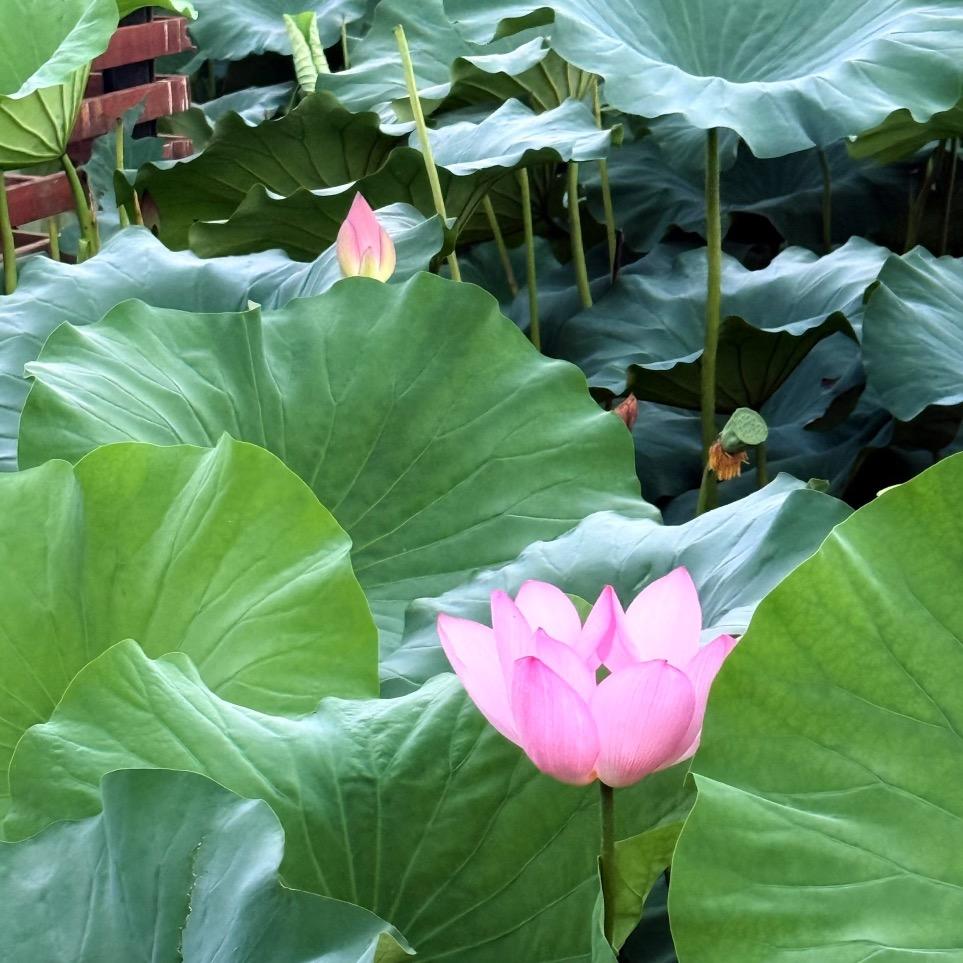 牛   掰   🐲💫